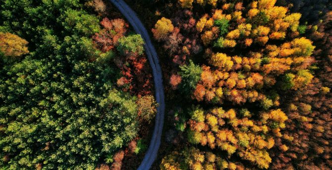 Beautiful autumn, green-yellow trees, aerial view wallpaper