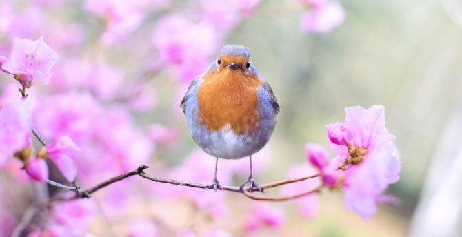 Spring, bird, European robin, blossom wallpaper