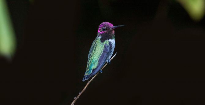 Hummingbird, colorful, bird, close up wallpaper
