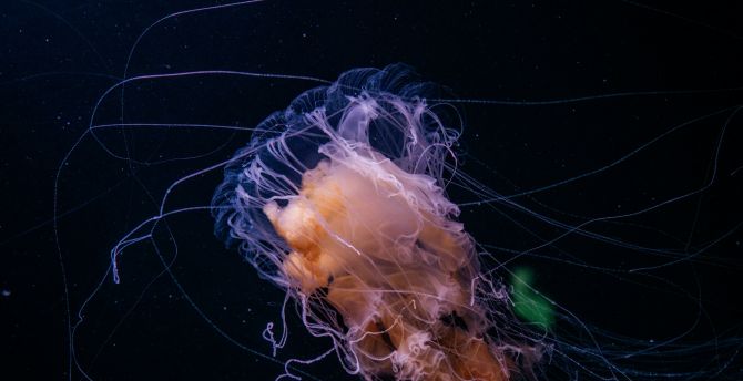 Underwater, jellyfish, thin tentacles, animal wallpaper