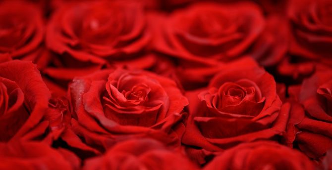 Close up, arranged, red roses wallpaper