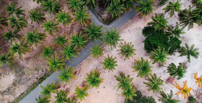 Aerial shot, road through palm trees, nature wallpaper