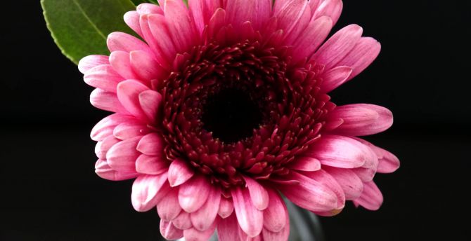 Bloom, Gerbera, flower, pink wallpaper