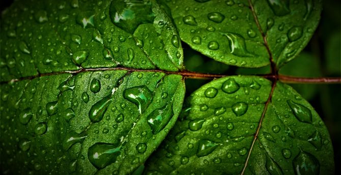 Green leaves, rain drops, close up wallpaper