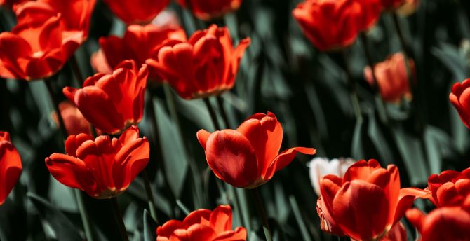 Red tulips, bloom, flowers wallpaper