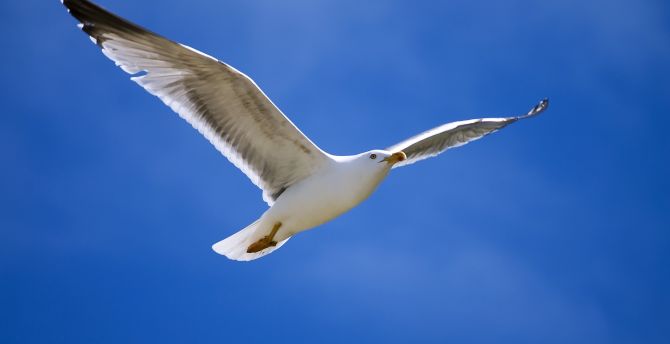 Blue sky, bird, flight, seagull wallpaper