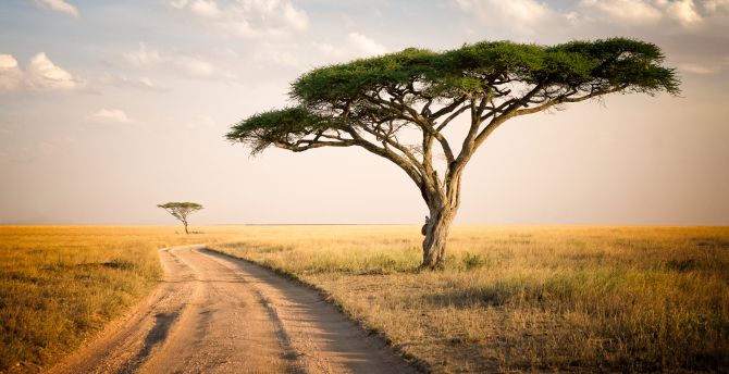 Road to forest, landscape, national park, Africa wallpaper