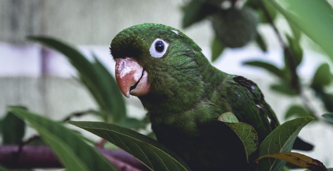 Parrot, muzzle, green bird, exotic wallpaper