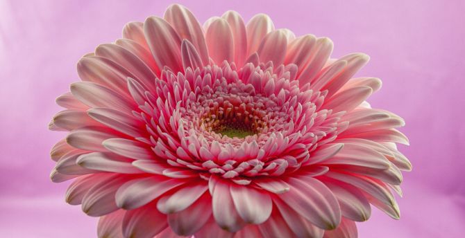 Gerbera, flower, pink, close up wallpaper