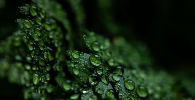 Drops, close up, leaf, droplets wallpaper