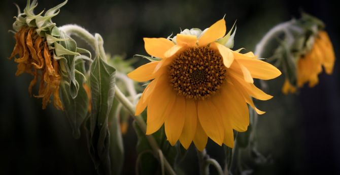 Bloom, portrait of sunflower, nature wallpaper