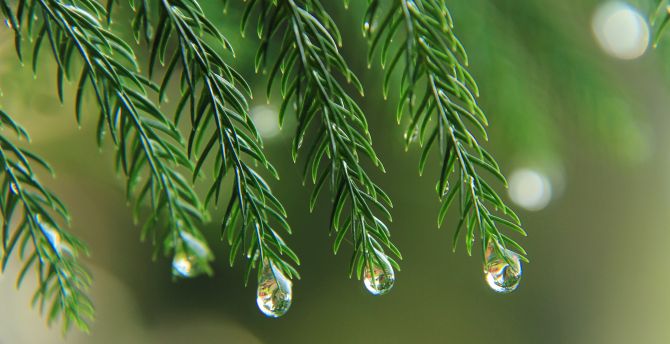 Tree branches, leaves, drops wallpaper