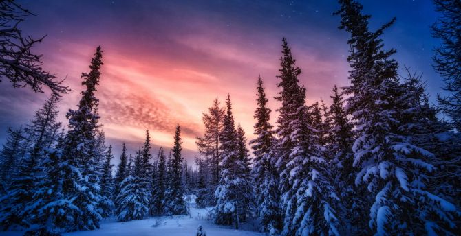 Winter sunset, tree, adorable sky wallpaper