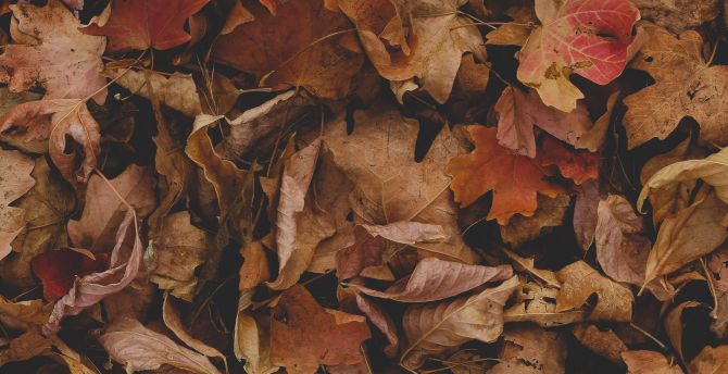 Dry, fallen leaves, autumn wallpaper
