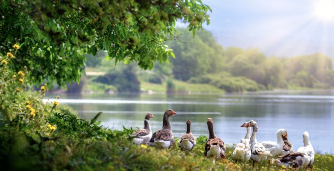 Wild geese, aquatic birds, lake wallpaper