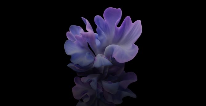 Wallpaper flower, light-blue, dark desktop wallpaper, hd image, picture,  background, c7b8fb | wallpapersmug