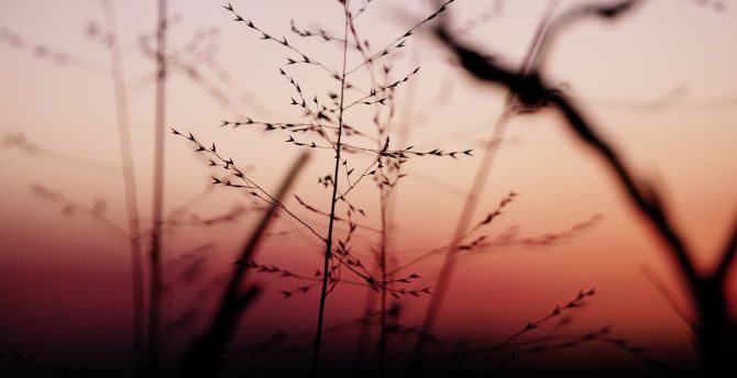 Plants, sunset, blur wallpaper