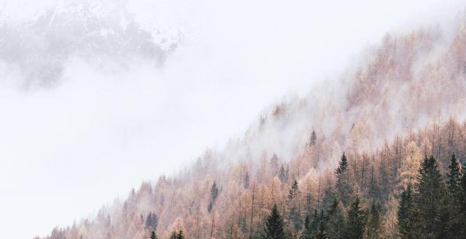 Autumn, peak of trees, pine trees, mist wallpaper