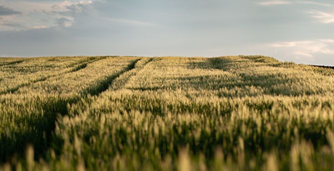 Wheat farm, landscape wallpaper