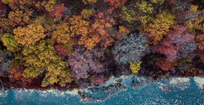 Autumn, lake, trees, colorful, aerial view wallpaper