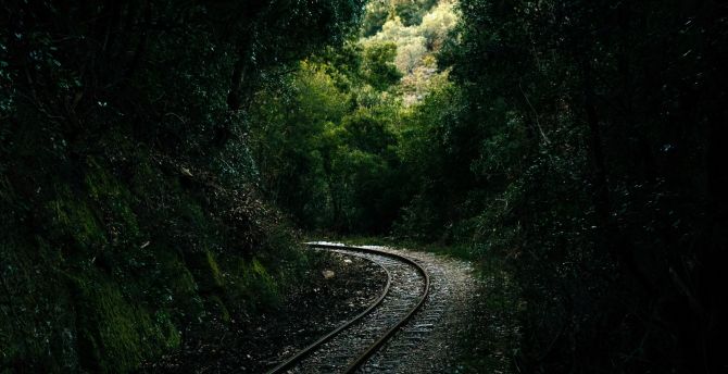 Railroad, forest, green and dense wallpaper
