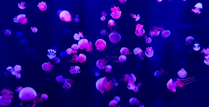 Fish, jellyfish, small and pink wallpaper
