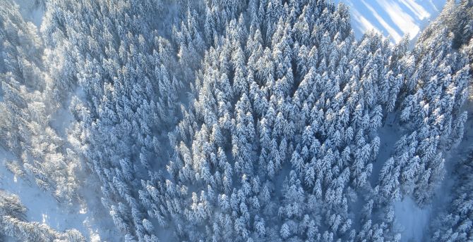 Winter, trees, forest, aerial view wallpaper