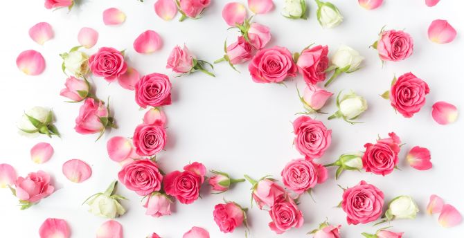 Flowers, petals, pink roses, flowers wallpaper