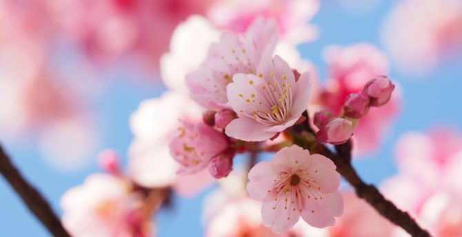 Cherry flowers, blossom, spring, close up wallpaper