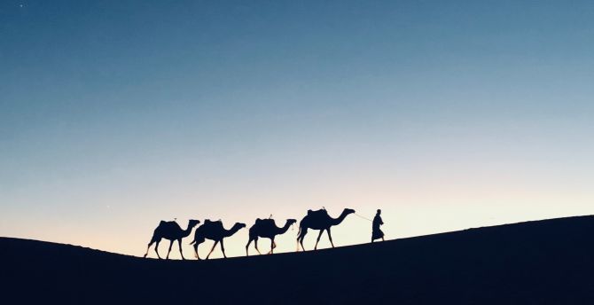 Silhouette, sunset, camel, Morocco wallpaper