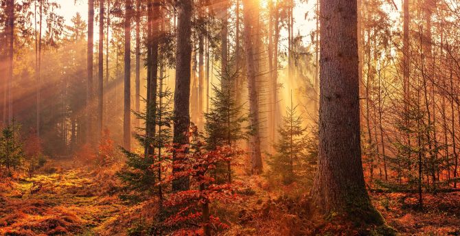 Sunbeams, autumn, tree, forest wallpaper