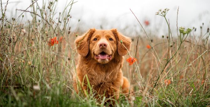 Golden Retriever, dog, meadow wallpaper