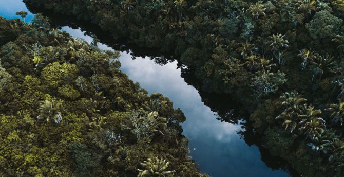 Aerial shot, river, trees, Brazil wallpaper