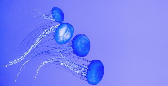 Jellyfishes, underwater, blue wallpaper