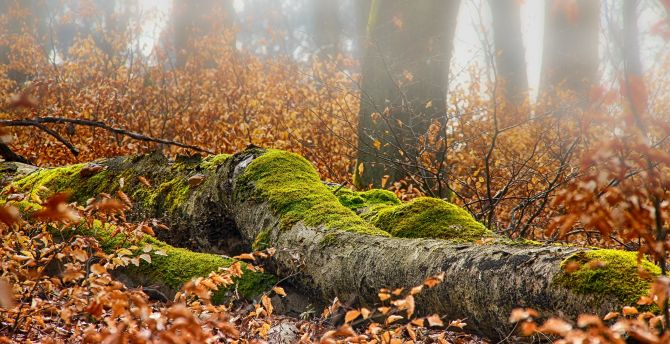 Autumn, forest, leaves, tree trunk, moss, nature wallpaper