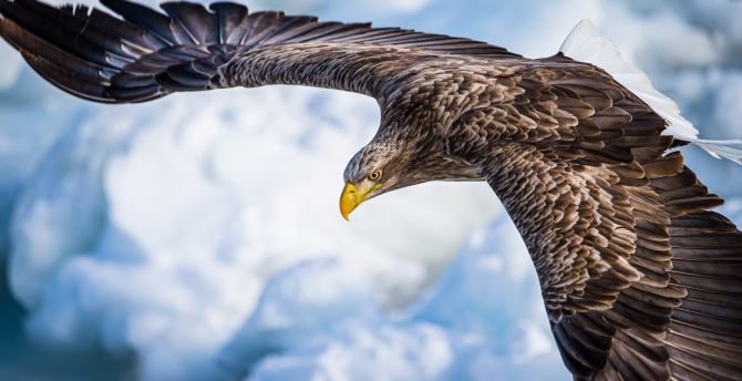 Eagle, predator bird, flight wallpaper
