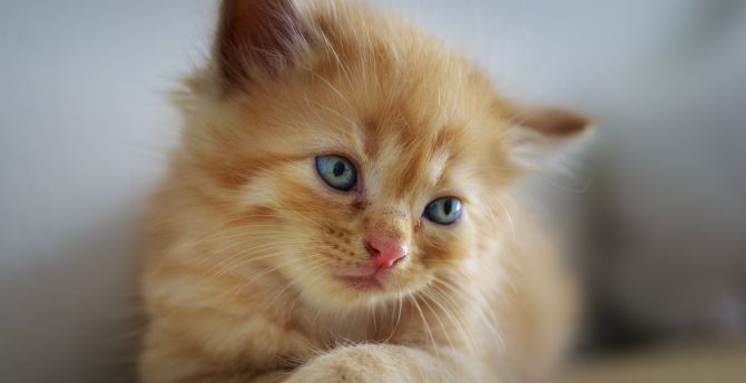 Cute, kitten, blue eyes, adorable wallpaper