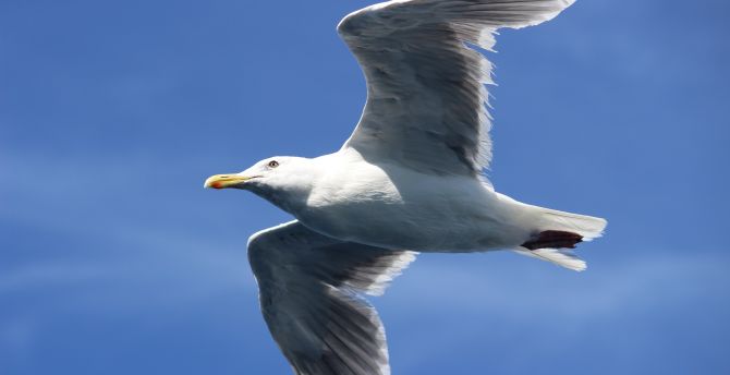 White seagull, bird, flight wallpaper