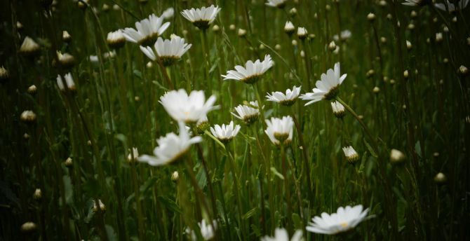 White daisy, flowers, meadow, spring wallpaper