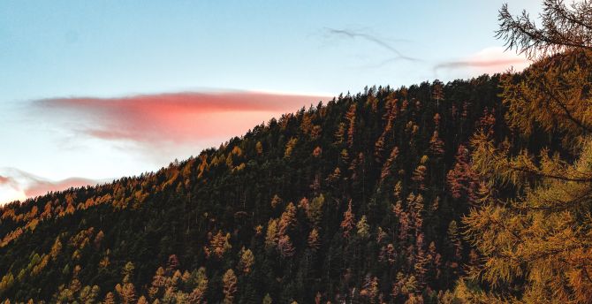 Trees, sky, autumn, hill wallpaper