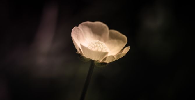 White, blur, lone poppy, flower wallpaper