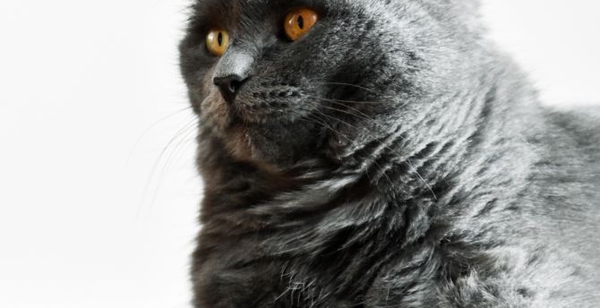 Curious, pet, black cat, stare wallpaper