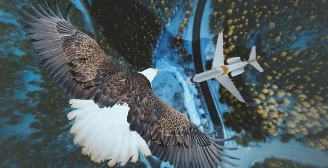 Eagle, airplane, sky, aerial view wallpaper