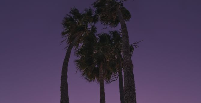Tall palm trees, under purple sky, nature, silhouette wallpaper