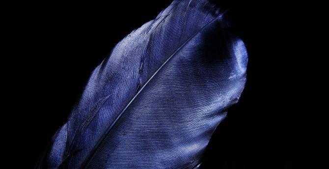 Leaf, feather, blue, dark black wallpaper