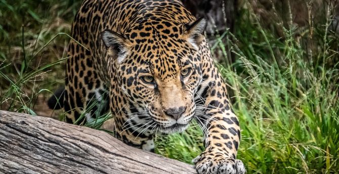 Jaguar, wild cat, predator, wild wallpaper