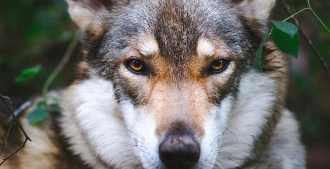 Wolf, muzzle, predator wallpaper