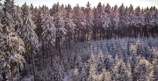 Winter, snowfrost, snowlayer, trees, forest wallpaper