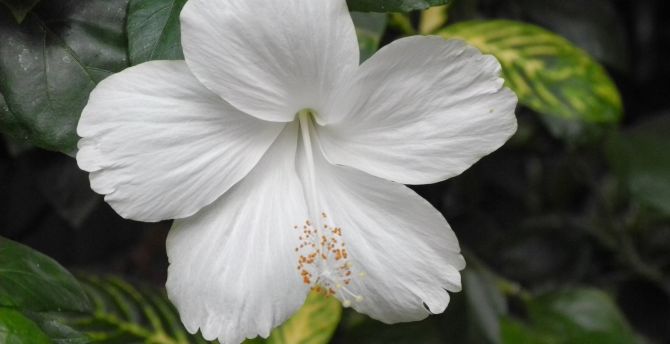 White hibiscus, flowers, bloom, close up wallpaper