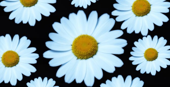 Marguerite, white flower, bloom wallpaper